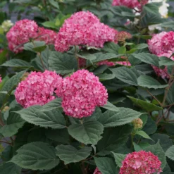 Invincibelle® Ruby Smooth Hydrangea -Great Garden Plants Shop Hydrangea Invincibelle Ruby 6 P