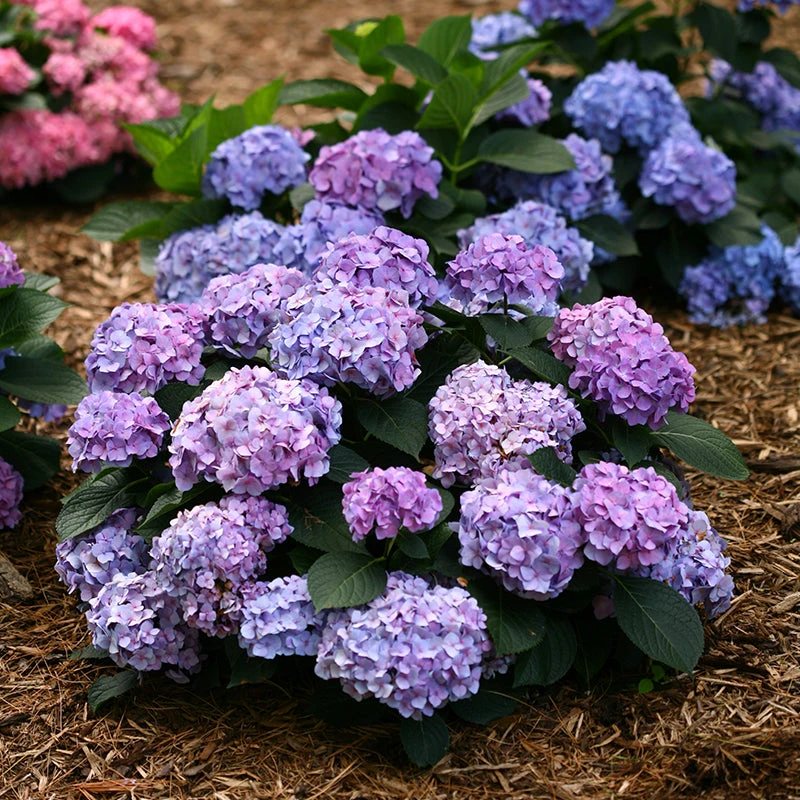 Let's Dance® Blue Jangles® Bigleaf Hydrangea 2 Let's Dance® Blue Jangles® Bigleaf Hydrangea - Image 2