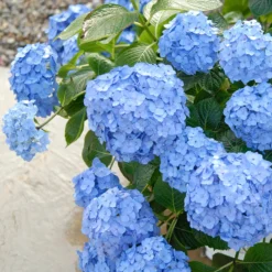 Let's Dance® Blue Jangles® Bigleaf Hydrangea 9 Let's Dance® Blue Jangles® Bigleaf Hydrangea -Great Garden Plants Shop Hydrangea Lets Dance Blue Jangles 3 P