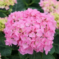 Let's Dance® Blue Jangles® Bigleaf Hydrangea 10 Let's Dance® Blue Jangles® Bigleaf Hydrangea -Great Garden Plants Shop Hydrangea Lets Dance Blue Jangles 4 P