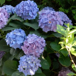 Let's Dance® Blue Jangles® Bigleaf Hydrangea 11 Let's Dance® Blue Jangles® Bigleaf Hydrangea -Great Garden Plants Shop Hydrangea Lets Dance Blue Jangles 5 P