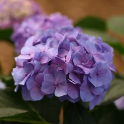 Let's Dance® Blue Jangles® Bigleaf Hydrangea 12 Let's Dance® Blue Jangles® Bigleaf Hydrangea -Great Garden Plants Shop Hydrangea Lets Dance Blue Jangles 6 P