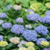 Let's Dance® Rhythmic Blue® Bigleaf Hydrangea