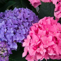Let's Dance® Rhythmic Blue® Bigleaf Hydrangea -Great Garden Plants Shop Hydrangea Lets Dance Rhythmic Blue 3 P