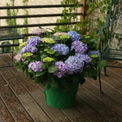Let's Dance® Rhythmic Blue® Bigleaf Hydrangea -Great Garden Plants Shop Hydrangea Lets Dance Rhythmic Blue 5 P