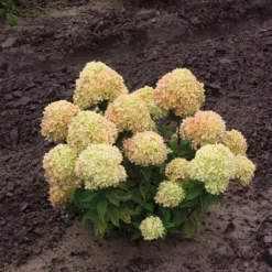 Little Lime® Panicle Hydrangea -Great Garden Plants Shop Hydrangea Little Lime 1 P