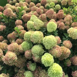 Little Lime® Panicle Hydrangea -Great Garden Plants Shop Hydrangea Little Lime 4 P