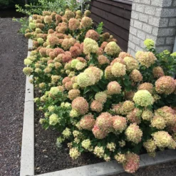 Little Lime® Panicle Hydrangea -Great Garden Plants Shop Hydrangea Little Lime 5 P
