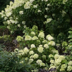 Little Lime® Panicle Hydrangea -Great Garden Plants Shop Hydrangea Little Lime 6 P