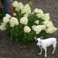 Little Lime® Panicle Hydrangea -Great Garden Plants Shop Hydrangea Little Lime 7 P