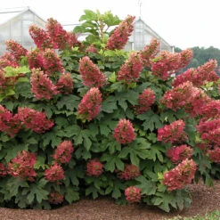 'Ruby Slippers' Oakleaf Hydrangea