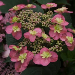 Tuff Stuff™ Red Mountain Hydrangea -Great Garden Plants Shop Hydrangea Tuff Stuf Red 2 P