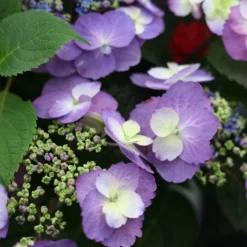 Tuff Stuff™ Mountain Hydrangea -Great Garden Plants Shop Hydrangea Tuff Stuff 4 P