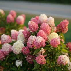 Zinfin Doll® Panicle Hydrangea