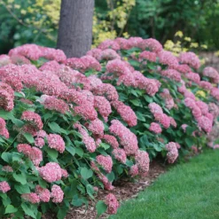 Invincibelle Spirit® II Smooth Hydrangea -Great Garden Plants Shop Hydrangea arborescens Invincibelle Spirit II 1 P