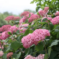Invincibelle Spirit® II Smooth Hydrangea -Great Garden Plants Shop Hydrangea arborescens Invincibelle Spirit II 3 P