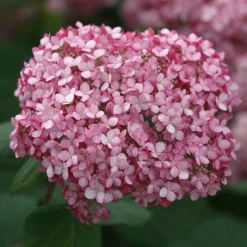 Invincibelle Spirit® II Smooth Hydrangea -Great Garden Plants Shop Hydrangea arborescens Invincibelle Spirit II 4 P