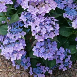 Let's Dance Can Do!® Bigleaf Hydrangea -Great Garden Plants Shop HydrangeaLetsDanceCanDoP1226578 800x800 e24c668
