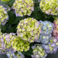 Let's Dance Sky View® Bigleaf Hydrangea -Great Garden Plants Shop HydrangeaLetsDanceSkyViewIMG E1373 1080x1080 8121e61
