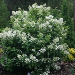 Quick Fire® Panicle Hydrangea