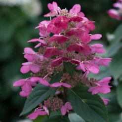 Quick Fire® Panicle Hydrangea -Great Garden Plants Shop HydrangeaQuickFire3