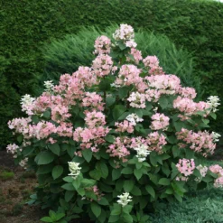 Quick Fire® Panicle Hydrangea -Great Garden Plants Shop HydrangeaQuickFire4
