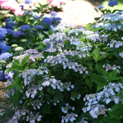 Tiny Tuff Stuff™ Mountain Hydrangea 6 Tiny Tuff Stuff™ Mountain Hydrangea -Great Garden Plants Shop Hydrangea Tiny Tuff Stuff 3P