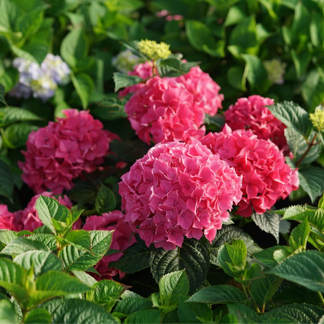 Let's Dance Lovable™ Bigleaf Hydrangea 2 Let's Dance Lovable™ Bigleaf Hydrangea - Image 2