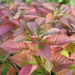 Let's Dance Lovable™ Bigleaf Hydrangea 9 Let's Dance Lovable™ Bigleaf Hydrangea -Great Garden Plants Shop HydrangeamacrophyllaLetsDanceLoveableP1106809 1080x1080 27adc42