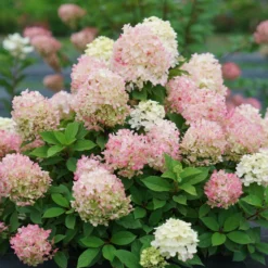 Fire Light Tidbit® Panicle Hydrangea 9 Fire Light Tidbit® Panicle Hydrangea -Great Garden Plants Shop HydrangeapaniculataFireLightTidbitDSC02390 800x800 f760462