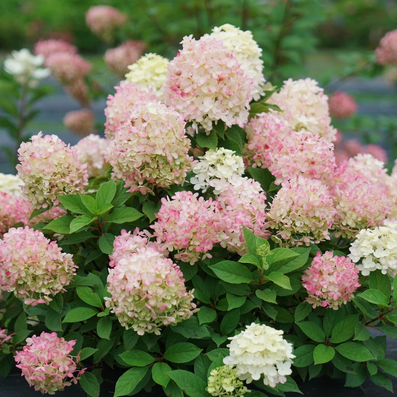 Fire Light Tidbit® Panicle Hydrangea 3 Fire Light Tidbit® Panicle Hydrangea - Image 3