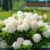 Fire Light Tidbit® Panicle Hydrangea