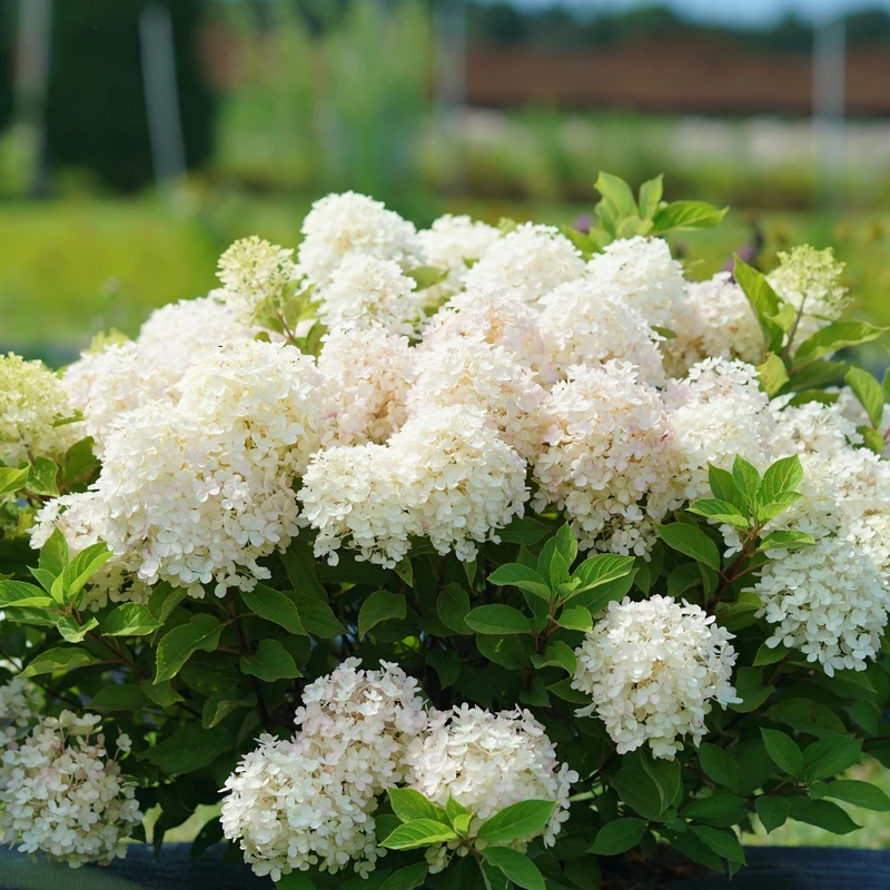 Fire Light Tidbit® Panicle Hydrangea 1 Fire Light Tidbit® Panicle Hydrangea