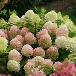 Fire Light Tidbit® Panicle Hydrangea 10 Fire Light Tidbit® Panicle Hydrangea -Great Garden Plants Shop HydrangeapaniculataFireLightTidbitIMG 0114 800x800 d3572ab