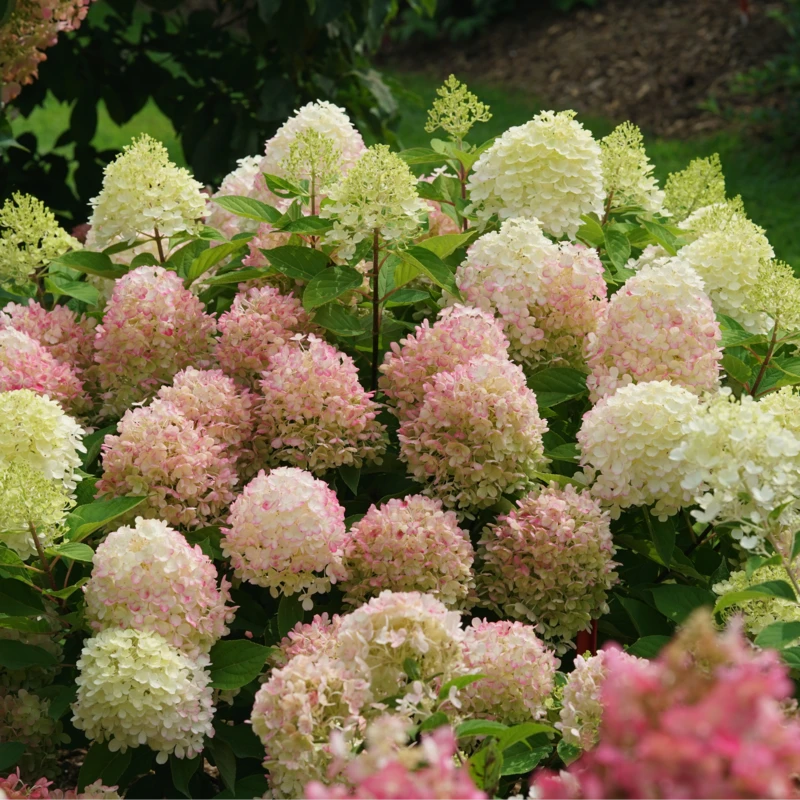Fire Light Tidbit® Panicle Hydrangea 4 Fire Light Tidbit® Panicle Hydrangea - Image 4