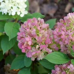 Fire Light Tidbit® Panicle Hydrangea 11 Fire Light Tidbit® Panicle Hydrangea -Great Garden Plants Shop HydrangeapaniculataFireLightTidbitP1106064 800x800 be527ea