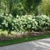 'Limelight' Panicle Hydrangea