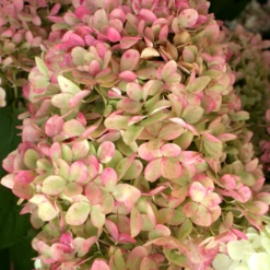 'Limelight' Panicle Hydrangea 10 'Limelight' Panicle Hydrangea -Great Garden Plants Shop HydrangeapaniculataLimelightIMG 0153 800x800 c7764e5