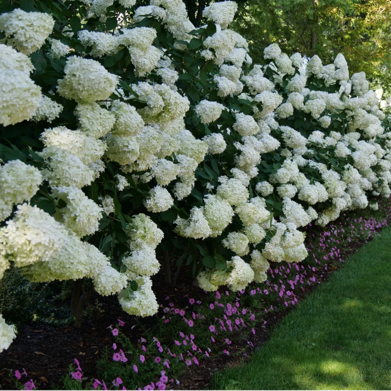 'Limelight' Panicle Hydrangea 5 'Limelight' Panicle Hydrangea - Image 5