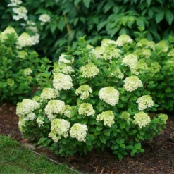 Little Lime Punch® Panicle Hydrangea 9 Little Lime Punch® Panicle Hydrangea -Great Garden Plants Shop HydrangeapaniculataLittleLimePunchDSC04605 800x800 dcc922b