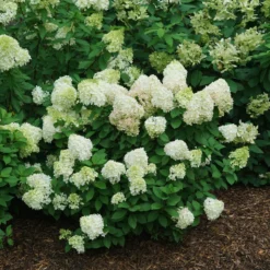 Little Lime Punch® Panicle Hydrangea 8 Little Lime Punch® Panicle Hydrangea -Great Garden Plants Shop HydrangeapaniculataLittleLimePunchDSC08373 800x800 121f548