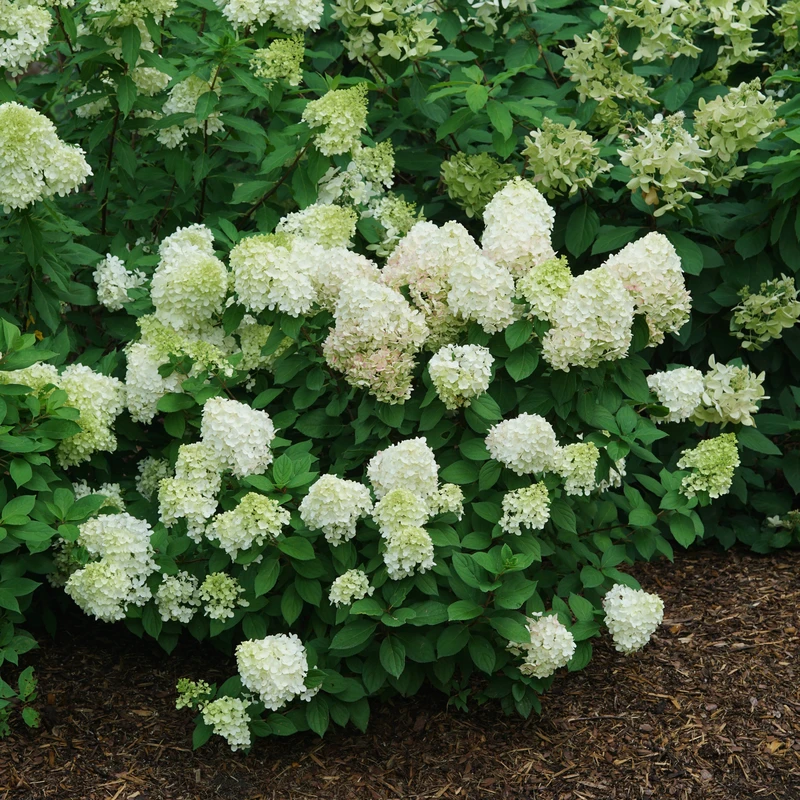 Little Lime Punch® Panicle Hydrangea 3 Little Lime Punch® Panicle Hydrangea - Image 3