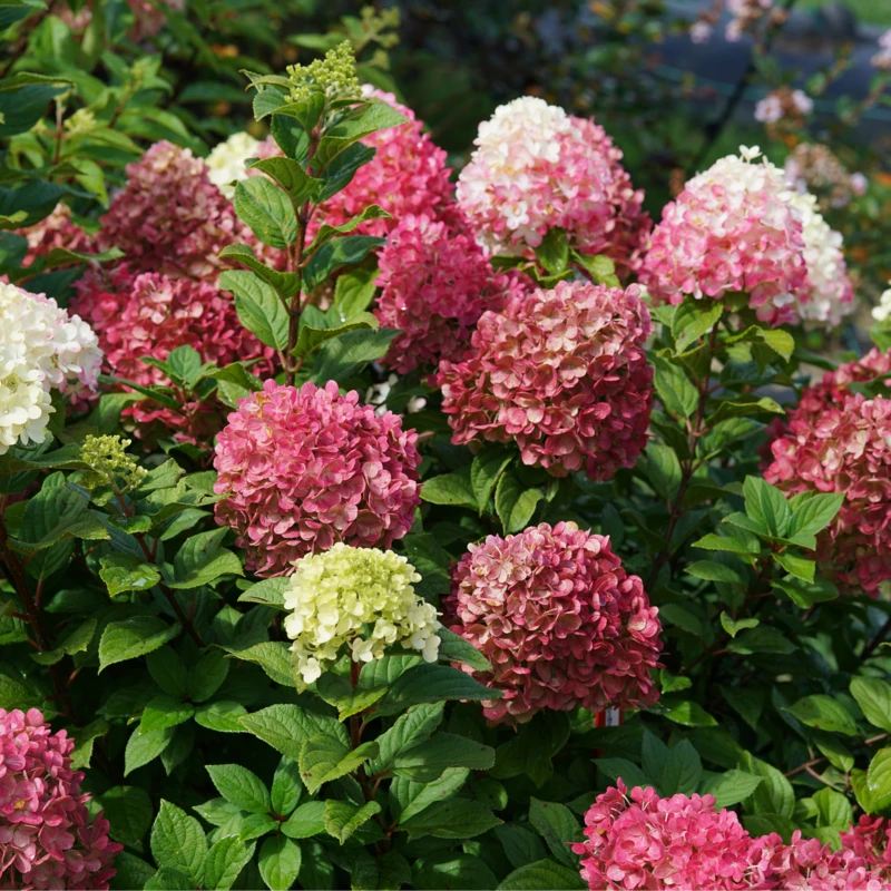 Little Lime Punch® Panicle Hydrangea 1 Little Lime Punch® Panicle Hydrangea