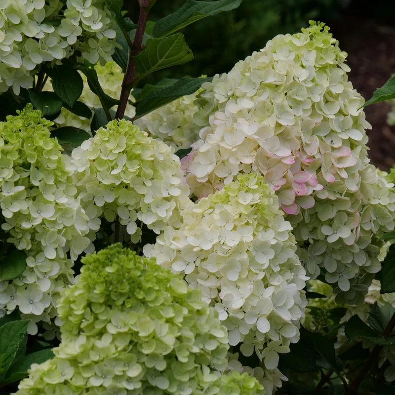 Little Lime Punch® Panicle Hydrangea 2 Little Lime Punch® Panicle Hydrangea - Image 2