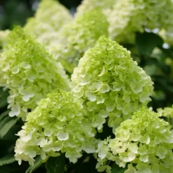 Little Lime Punch® Panicle Hydrangea 11 Little Lime Punch® Panicle Hydrangea -Great Garden Plants Shop HydrangeapaniculataLittleLimePunchP1238221 800x800 7a22f7c