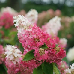 Pinky Winky Prime⢠Panicle Hydrangea