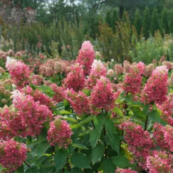 Pinky Winky Prime™ Panicle Hydrangea -Great Garden Plants Shop HydrangeapaniculataPinkyWinkyPrimeDSC05185 1080x1080 4b2f130