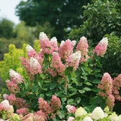 Pinky Winky Prime™ Panicle Hydrangea -Great Garden Plants Shop HydrangeapaniculataPinkyWinkyPrimeDSC05225 1080x1080 e755a22