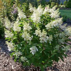 Pinky Winky Prime™ Panicle Hydrangea -Great Garden Plants Shop HydrangeapaniculataPinkyWinkyPrimeP1207514 1080x1080 3463384