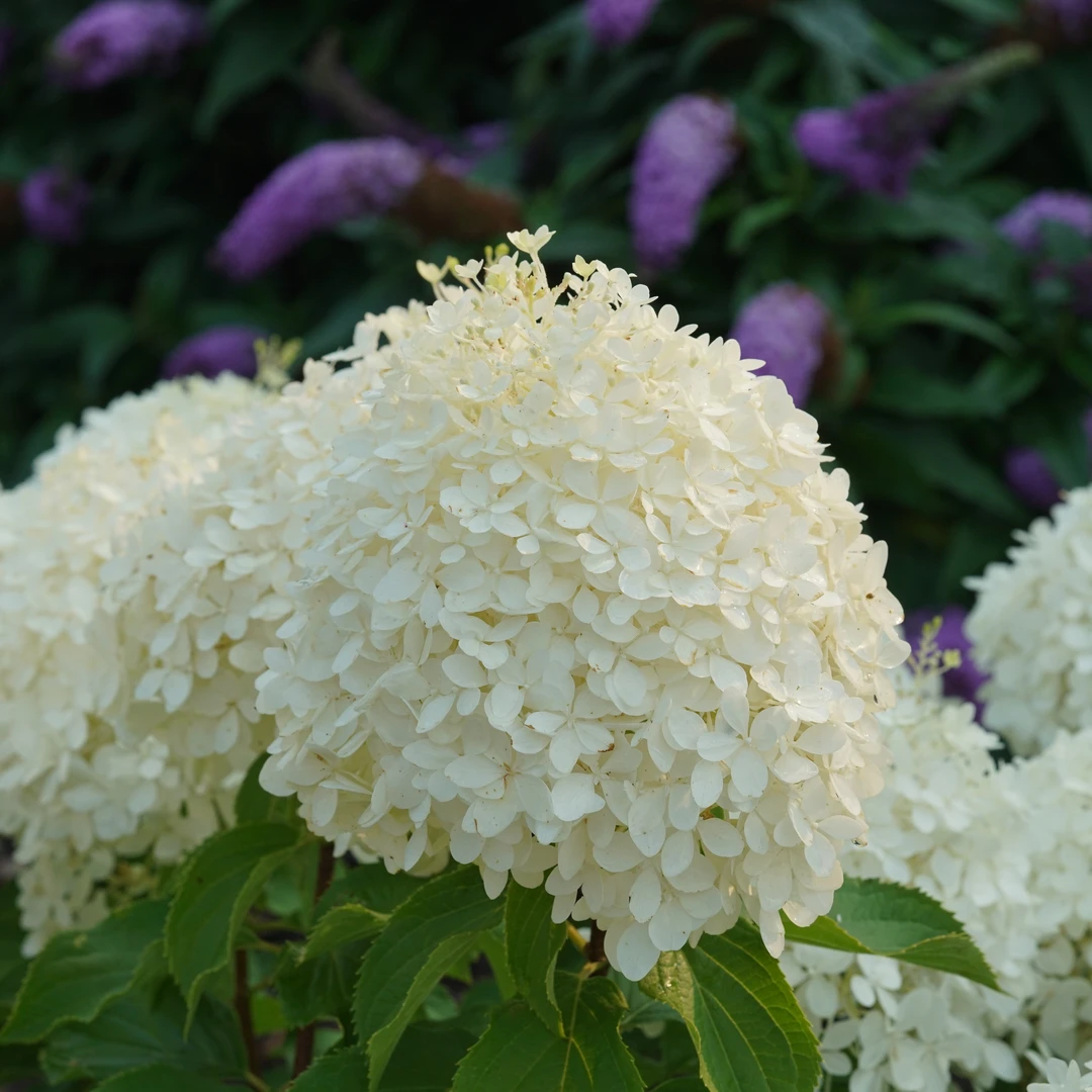 Puffer Fish® Panicle Hydrangea 2 Puffer Fish® Panicle Hydrangea - Image 2